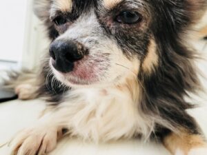 犬のアレルギー検査は無駄なの？ アレルギーの種類や症状について解説！